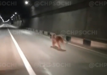 В Сочи дикий медведь пробрался в тоннель на автотрассе и пробежался по нему
