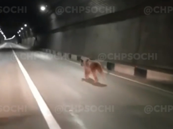 В Сочи медведь пробежал по тоннелю и попал на видео