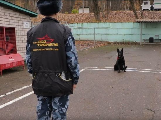 Смоленский кинолог со своей собакой победили на Всероссийских соревнованиях
