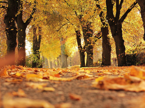 Устойчивый снежный покров вряд ли появится