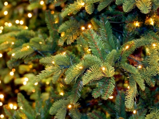 В Тамбовскую область привезли первые новогодние елки