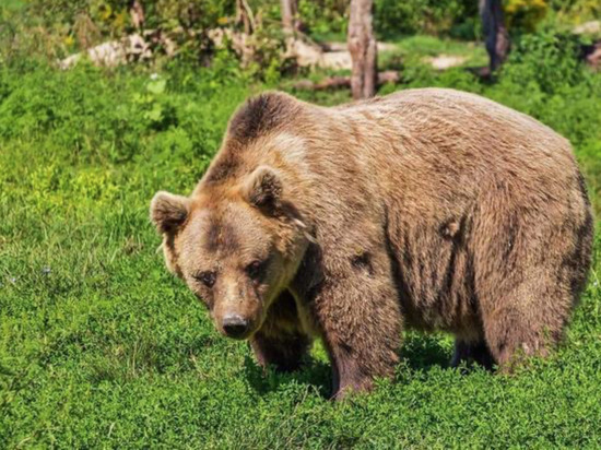 В кузбасском городе орудует медведь