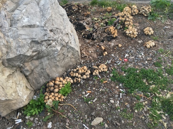 В Новых Бурасах среди грибов нашли лежащий труп