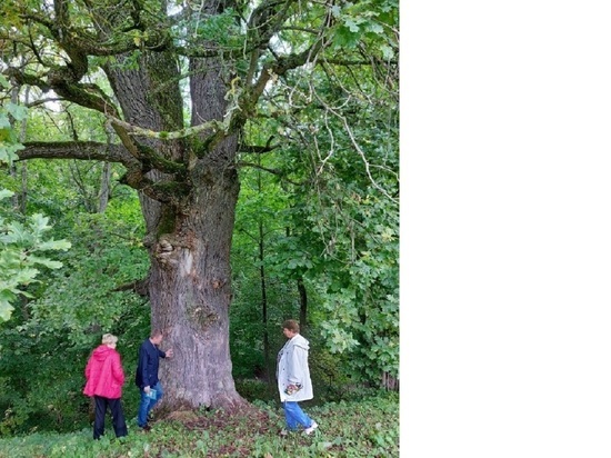 Старинный тарусский дуб стал памятником живой природы
