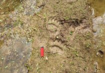 В Подмосковье обнаружили, что вблизи деревни Борисовка Шаховского округа прогуливалась медведица с детенышем — лесничие нашли их следы