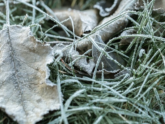 Народные приметы на 3 ноября: зима ожидается суровой, если лист с клена и березы не опал