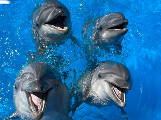 Дельфины приносили хозяину по 1200 руб. с человека за просмотр