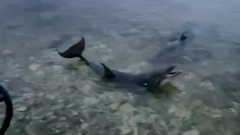 В Севастополе ищут выброшенных в открытое море ручных дельфинов