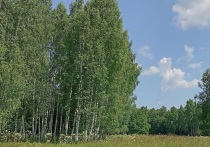 На территории Данковского участкового лесничества в Серпухове ведутся масштабные научные изыскания – геоэкологический мониторинг леса, как части экосистемы Южного Подмосковья