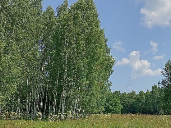 В Серпухове проводят геоэкологический мониторинг лесов