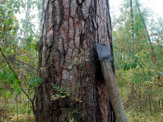 Подмосковные лесничие рассказали о целительной силе 200-летней сосны