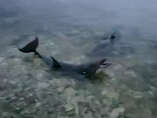 Коллеги объяснили жестокость директора, выбросившего дельфинов в море Севастополя