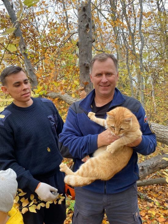 В Новороссийске спасли кота, которого загнали на дерево шакалы