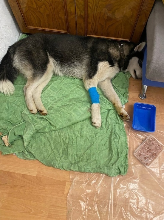 В Твери пытаются спасти тяжелобольную собаку