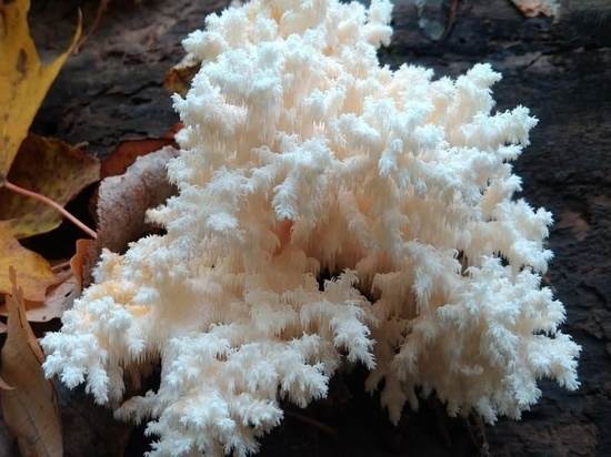 Необычный гриб нашли в лесах под Егорьевском