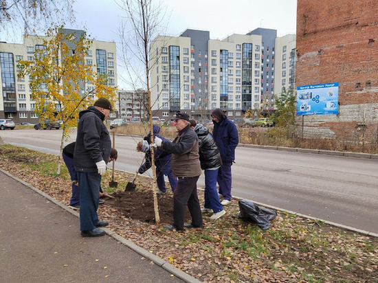 Аллею Победы в Выборге дополнили новыми деревьями в День народного единства