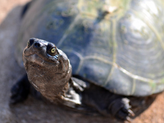 Бездомную черепаху нашли в поле жители Калининградской области