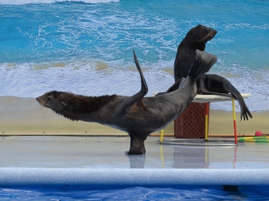 Морские котики из Севастополя обживаются в дельфинарии Коктебеля
