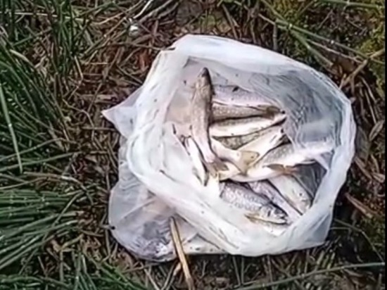 «Загадочное место такое»: рыбак похвастался уловом кунджи на Сахалине