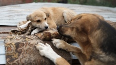 Общество защиты домашних животных «Дора» в Воронеже пригласило горожан на субботник 5 ноября
