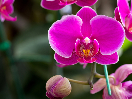 Зачем поливать орхидею перекисью водорода: секрет, как это делать правильно