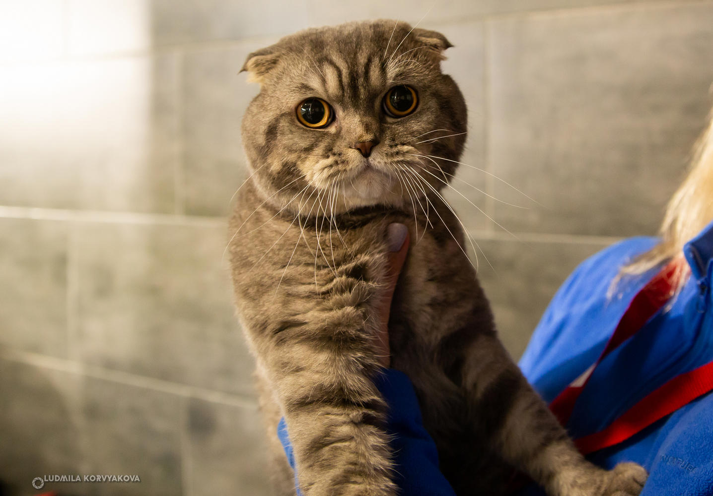 Прекрасные кошки с богатой родословной красуются на выставке в Петрозаводске 