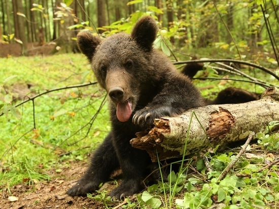 Очередных медвежат из центра спасения Тверской области выпустили в лес