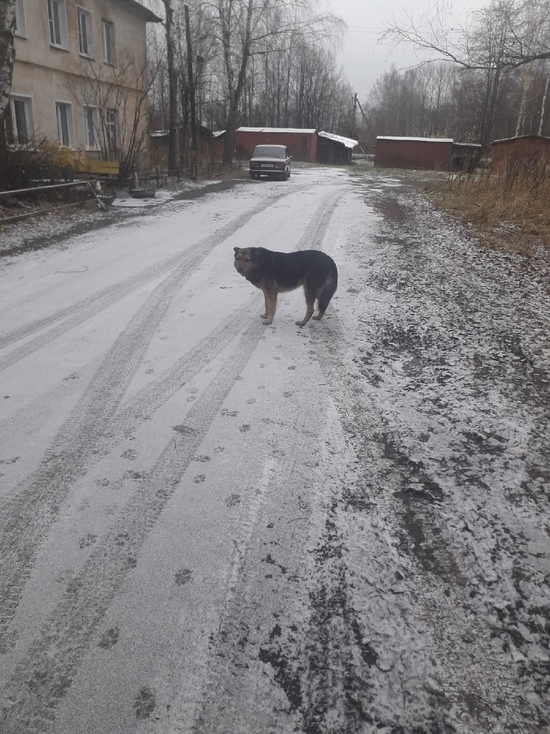 В Тверской области обнаружили еще одну собаку, которая постоянно стоит на месте