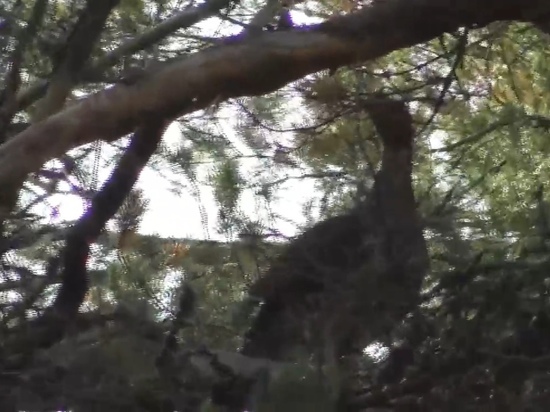 Самка глухаря позировала на камеру вблизи лесной дороги в Ленобласти