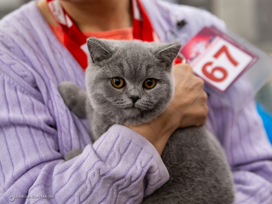 Выставка породистых кошек проходит в Петрозаводске