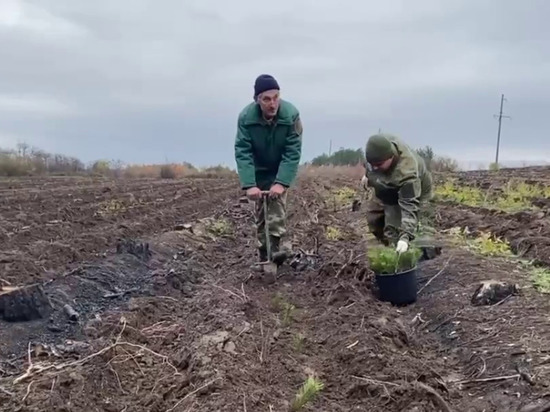 Лесники ДНР высадили 18 тысяч сеянцев сосны и акации