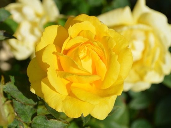 Первая роза ярко-желтого цвета распустилась в теплице Коашвы