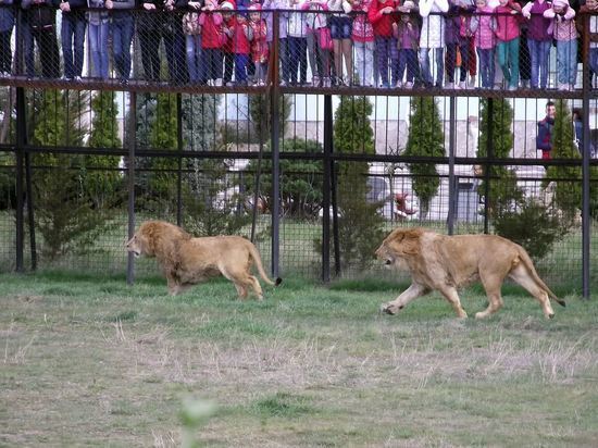 Обитатели Херсонского зоопарка поселятся у Зубкова в Крыму