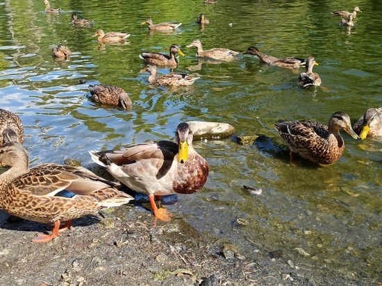 Утку, ночующую под машинами, заметили в Пионерском поселке Екатеринбурга