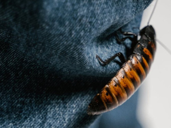 Тараканы уйдут раз и навсегда: проверенные народные средства для борьбы с домашними вредителями