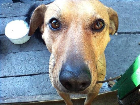 Приюты для животных в ЛНР получили гуманитарную помощь из Москвы