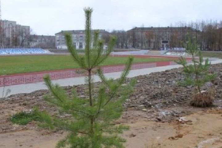 Стадион в Рыбинске украсили 30 молодых сосенок