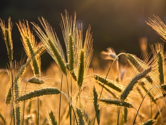 В Турции рассказали, из-за чего не была достигнута цель «зерновой» сделки