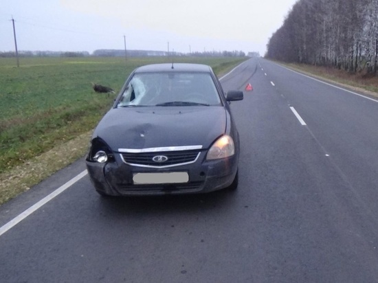 В Орловской области автомобилист посадил на капот лося