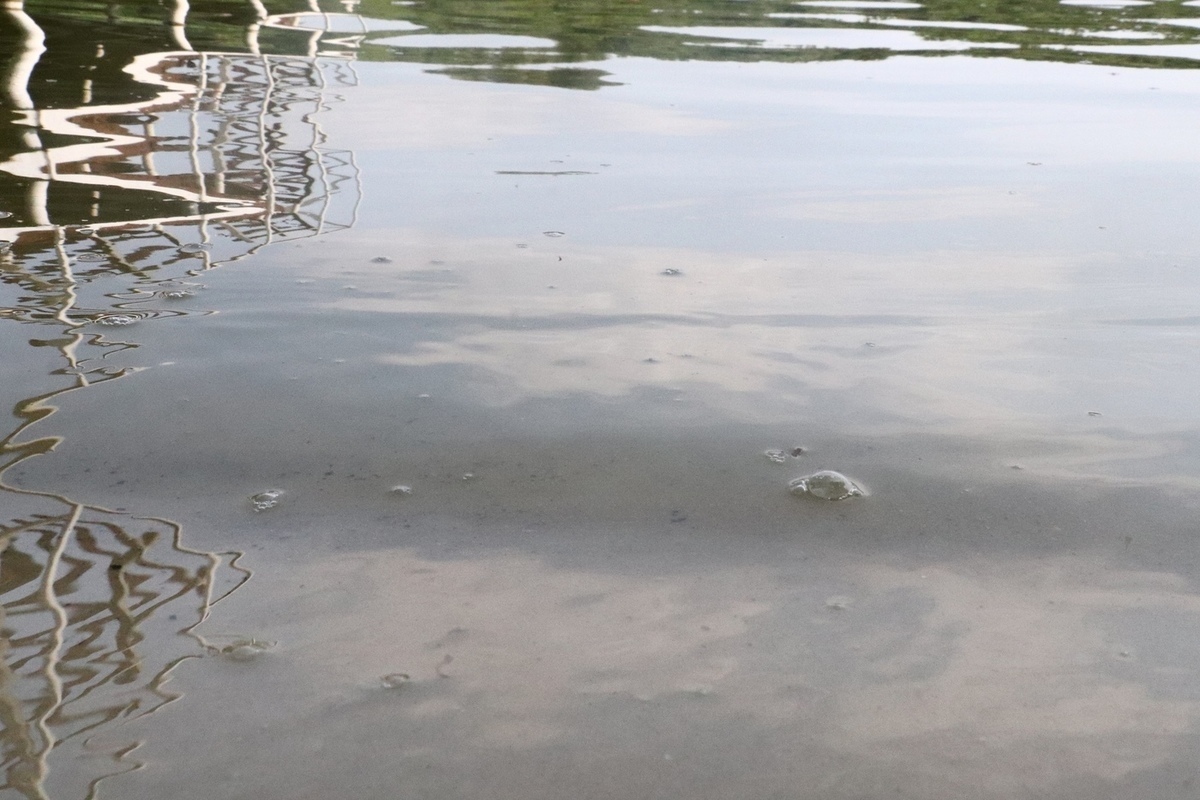 Вода в реке воронеж сегодня. Липецк Усманка гибель рыбы. Чистые реки ВОРОНЕЖВ.
