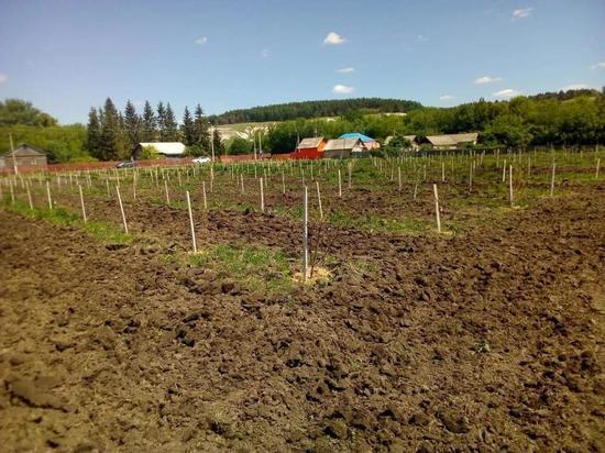 Белгородцы в рамках акции «Живи, лес!» обновили сад памяти Николая Ватутина