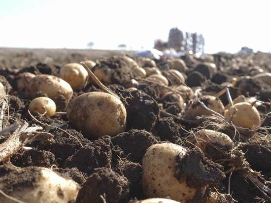В Минсельхозе Крыма рассказали, сколько денег выделено на картофель и другие овощи