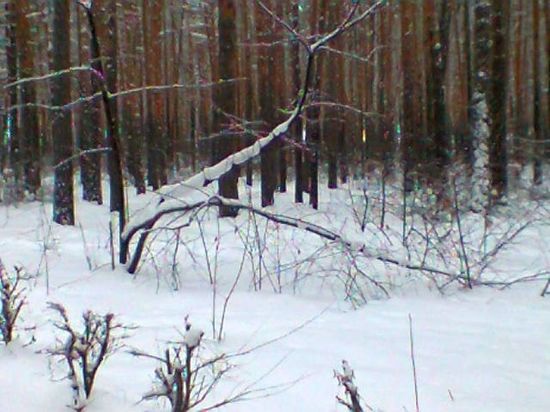 В охотхозяйстве в Омской области с поличным над тушей лосихи взяли шестерых браконьеров