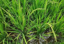 Министр сельского хозяйства РФ Дмитрий Патрушев заявил, что возглавляемое им ведомство планирует сохранить запрет на экспорт риса и рисовой крупы на 2023 год