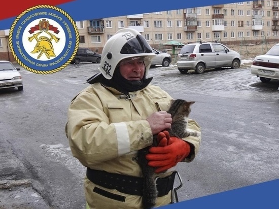 Пожарный спас жалобно мяукающего котика на юге Красноярского края