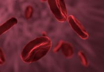 Красные кровяные тельца, которые были выращены учеными в лаборатории, впервые ввели людям