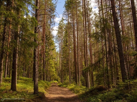 В Карелии неизвестные незаконно вырубили лес на миллион рублей