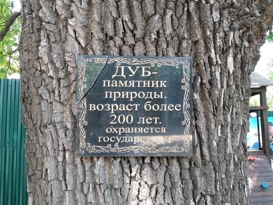 У памятника природы – 200-летнего дуба в Ливнах хотят построить парковку
