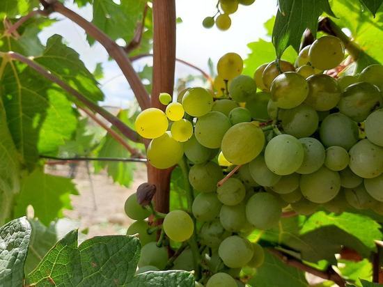 Урожай винограда в Севастополе один из самых лучших