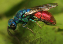 В Минэкологии Московской области подвели итоги изучения самой редкой осы